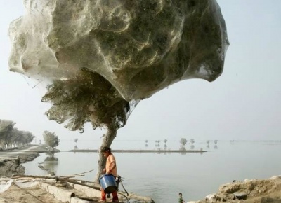 This Cobweb Tree