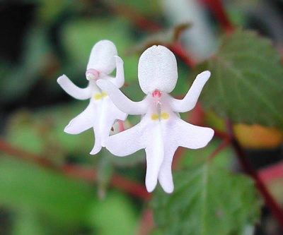 Dancing Girls Flowers