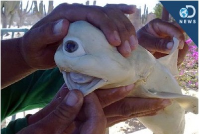 One-eyed shark