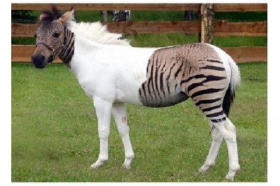 Zebroid