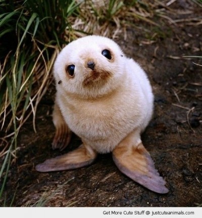 Seal