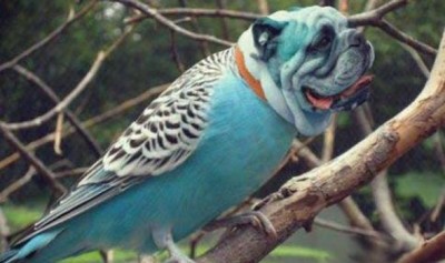 That's a strange budgie