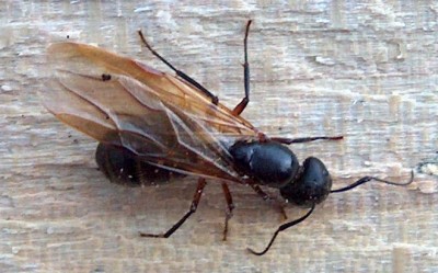 Flying ant