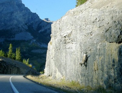 Quick no cars are coming
