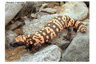 Combat Chocolate Cravings With Gila Monster