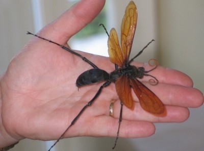 Tarantula Hawk