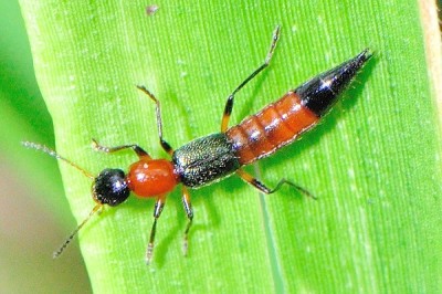 Beetles