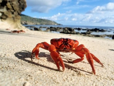Catching Crabs
