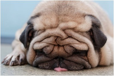 Pouting Dog