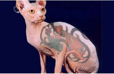 Animals