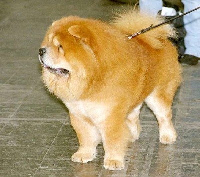 Chow Chow