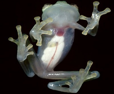 Glass frog