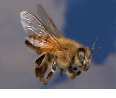 Africanized honey bee
