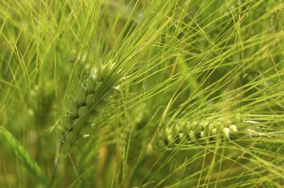 Rye plants