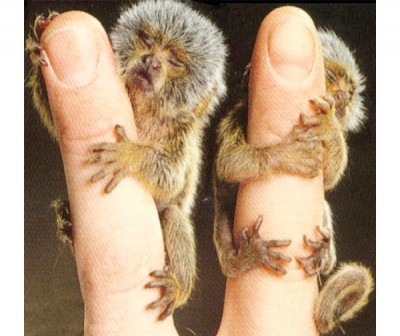 Pygmy Marmoset Monkey