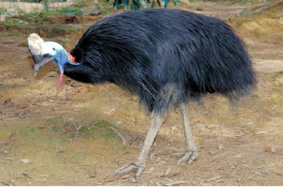 Southern Cassowary