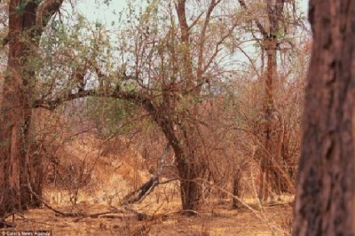 Giraffe