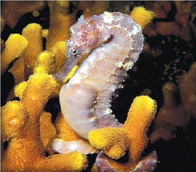 Gold Glittery Seahorses
