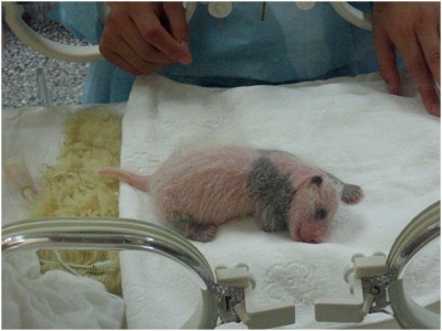 Giant Panda Cub Newborn