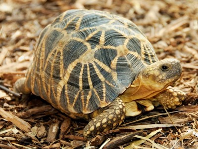 300 tortoises