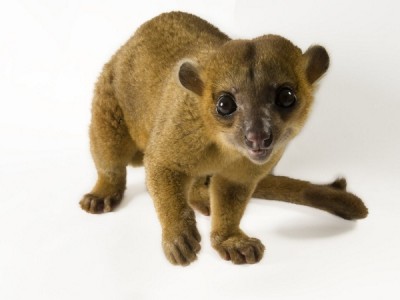 Kinkajou