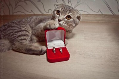 Purr!