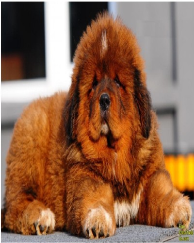 Tibetan Mastiff