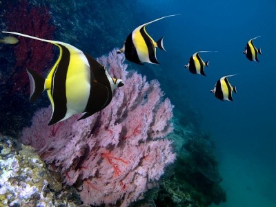 Moorish Idol