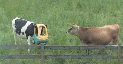 A cow in a kids car