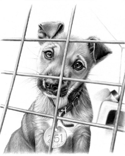 Caged Pup