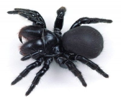 Mouse Spider