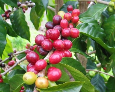 Coffee