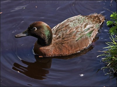 Auckland Teal