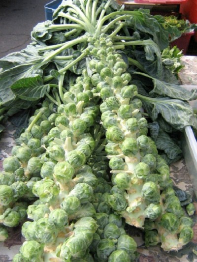 Brussels Sprouts