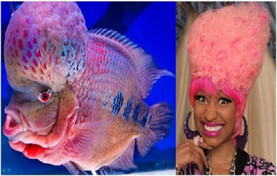 Nicki Minaj and the Flowerhorn Fish