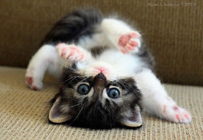 Cutest Kitty
