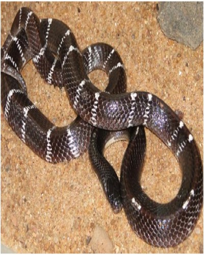 Common Krait