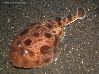 Torpedo ray