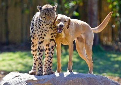 A dog and a cat (sort of)