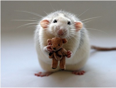 Rat