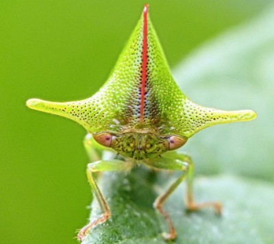 Treehopper