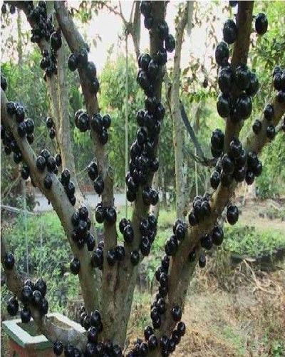 Jabuticaba