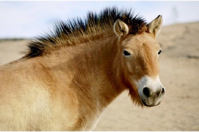 Horse - Extrovert, Sensing, Feeling, Judging (ESFJ)