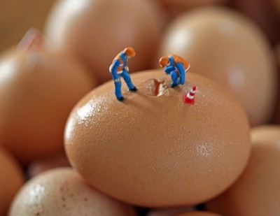 Peeking into the egg