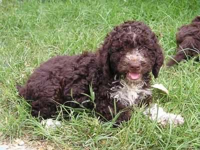 Lagotto Romagnolo