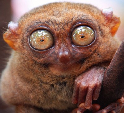 Tarsier