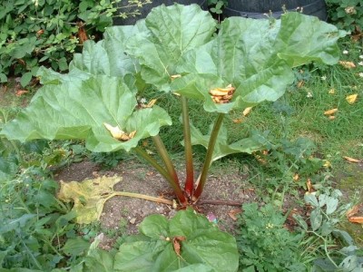 Rhubarb leaves