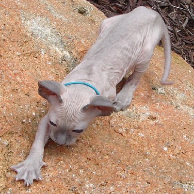 The Peter-bald