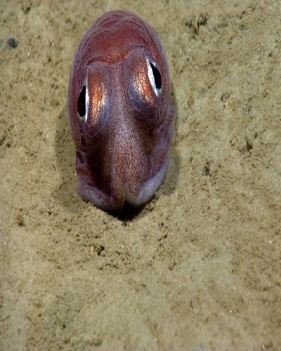 Cephalopod