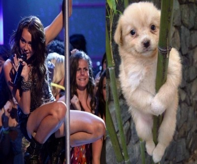 Miley Cyrus vs the pole doggy